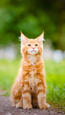 An Orange Cat Sitting on The Grass
