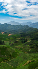 Step into a tea town that warms up slowly
