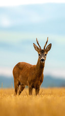 Roe deer in a rainy early summer evening