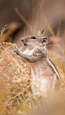 squirrel