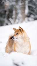 狗狗掉毛厉害正常吗