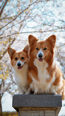 Lovely Corgi Dogs