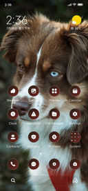Dog Eyes