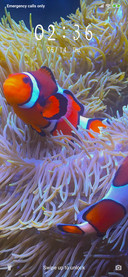 Clownfish_3MDS