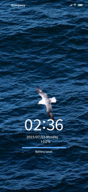 Gull Dreams