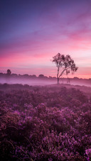 India-field
