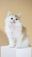 A Cute Cat Indoors