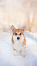 A Welsh corgi pembroke Playing in winter walk