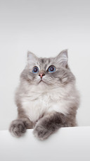 学猫叫能和猫沟通吗