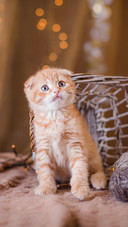 Lovely pet-PAIXIN