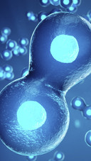 Cell Division