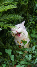 A cat in the forest wearing a bell