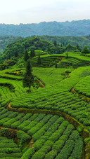 Tea ridges encircle the green mountains