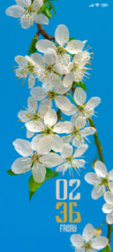 Cherry Blossoms