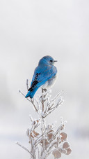 A Small, Frosted Poplar Makes a Perfect Perch to Show