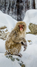 A Monkey is Sitting on The Snow