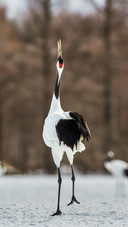 Red-crowned Cranes Dancing in The Snow