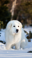 A Cute Dog Standing on The Snow