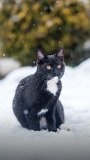 A Black Cat Sitting on The Snow