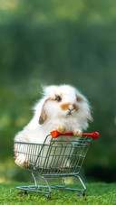 Baby Rabbit Standing up in Shopping Cart
