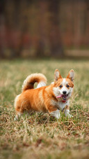 Dog36