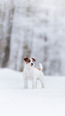 A Jack Russell Terrier Dog Walking in Winter