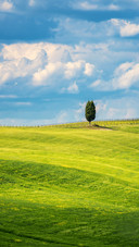 View of the pine trees in Tuscany