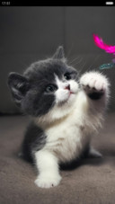 呆萌小猫咪