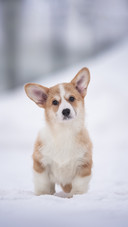 Red and White Welsh Corgi Pembroke Puppy Sitting on Snow