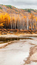 Hulun buir birch forest