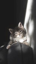 a Blue Tabby Maine Coon Kitten Lying on the Sofa