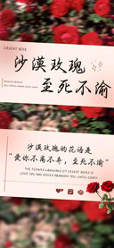 沙漠玫瑰至死不渝