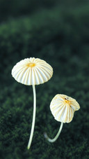 The fairy umbrella on the moss
