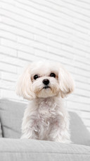 Cute Maltese dog sitting on sofa at home