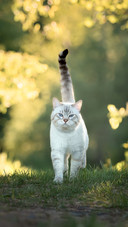 猫为何对植物情有独钟