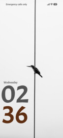 Bird