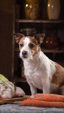 厨房防犬指南