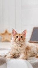 Red Cat Lying on the Floor
