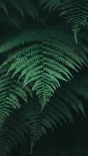 Details of Plants