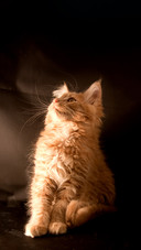 Maine Coon kitten