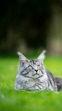 Silver Tabby Maine Coon Cat Resting on Lawn Outdoors
