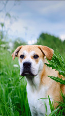 Dog140