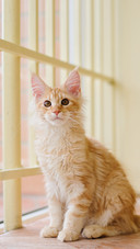 猫咪的底线你别踩