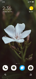Ivory Blossom