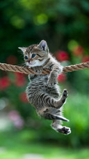 Lovely Cat on Rope