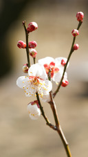 一枝梅花开一朵