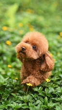 Dogs can close to th