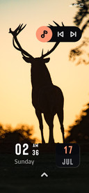 Deer Night