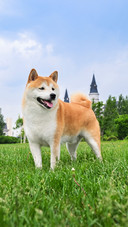 A shiba inu in the grassland