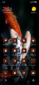 Colorful Fish